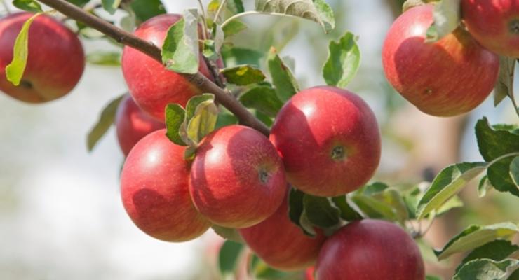 США рассматривают предложение об импорте яблок из Польши