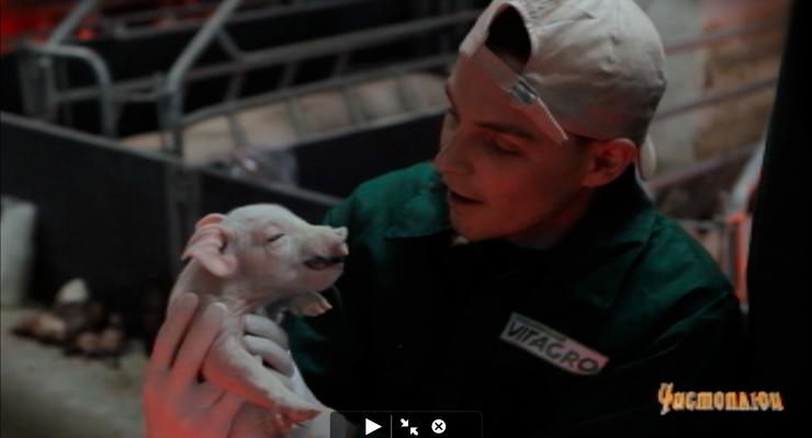 Профессия 4: Ветеринарный врач на свиноферме
