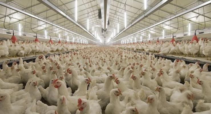 Украина начала поставки в ЕС продукции птицеводства