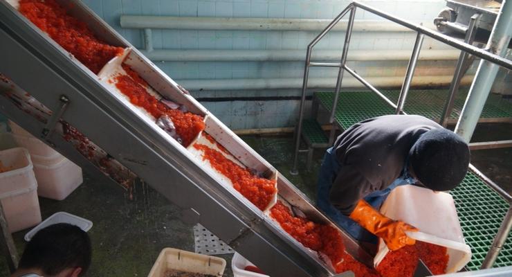 На Камчатке уничтожили почти девять тонн некачественной красной икры