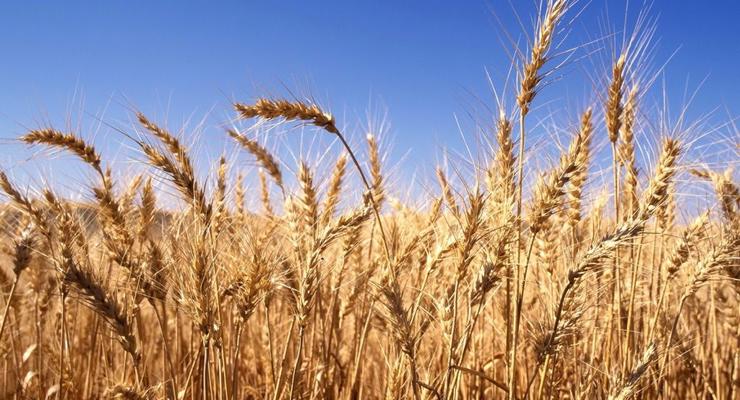 У России прекращают покупать зерно