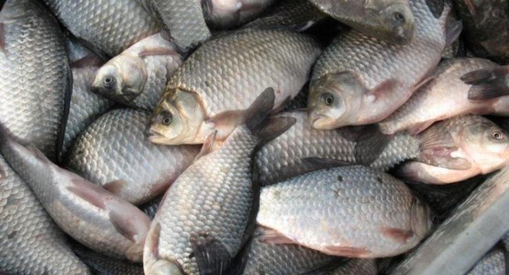 В Днепре и водохранилищах запретили вылавливать рыбу