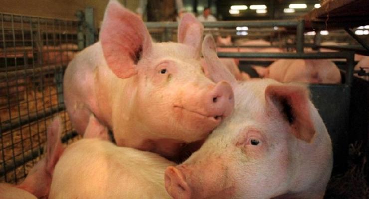 На Киевщине уничтожат 60 тыс. свиней из-за африканской чумы