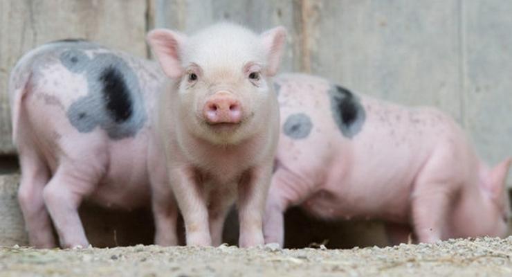 Россия думает запретить ввоз украинской свинины