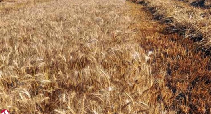 Налоговики Киева разоблачили махинации с зерном на 10 млн грн