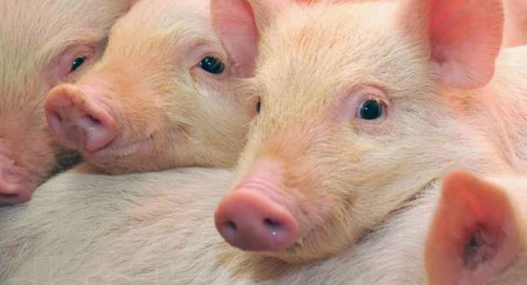 Под Черкассами зафиксирована вспышка африканской чумы свиней