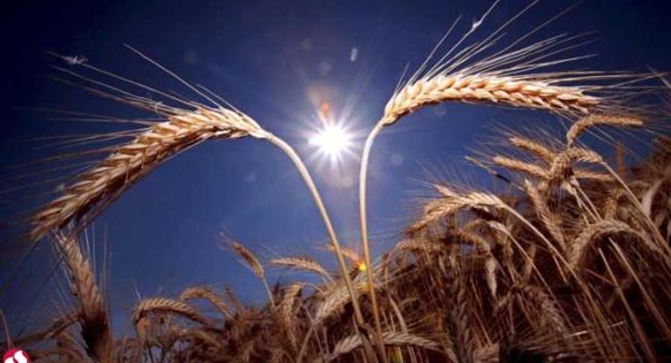 Минагрополитики ожидает урожай зерновых на уровне 60 млн т