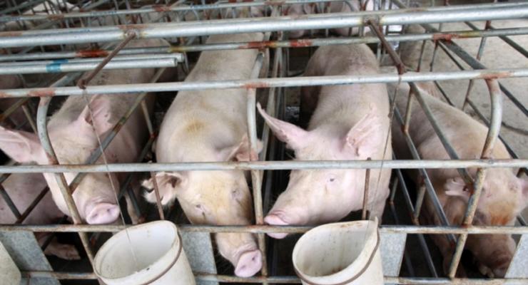 Россия запретила импорт свинины из Украины