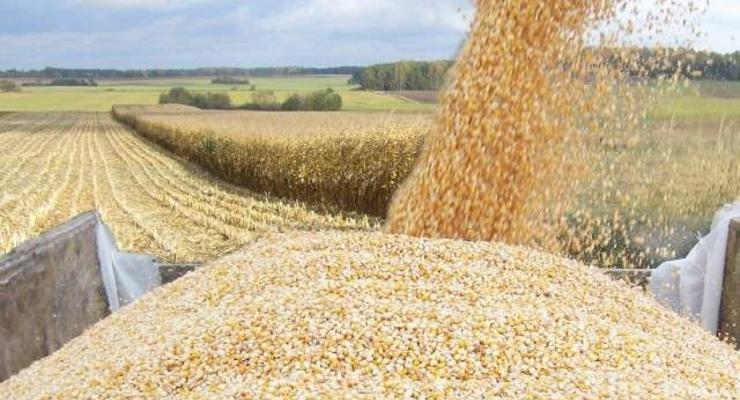 Украинские компании получили лицензии на экспорт кукурузы в ЕС