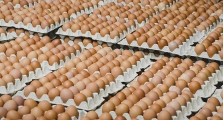 В украинских яйцах для Израиля сальмонелла не обнаружена