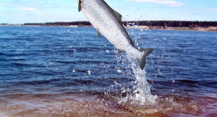 Один норвежский лосось стоит больше барреля нефти - Bloomberg