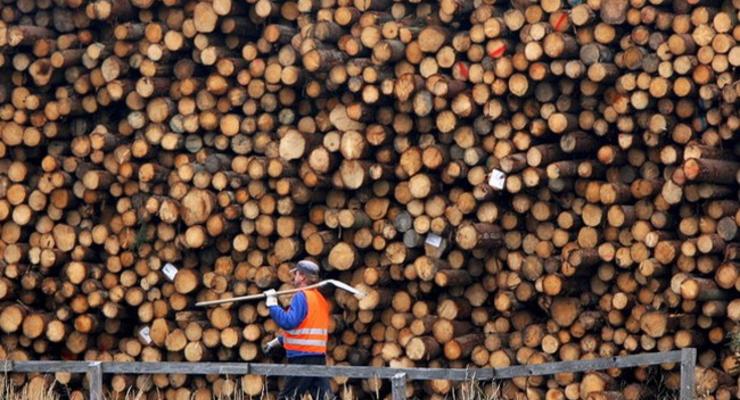 Кабмин предлагает отменить запрет на экспорт леса-кругляка