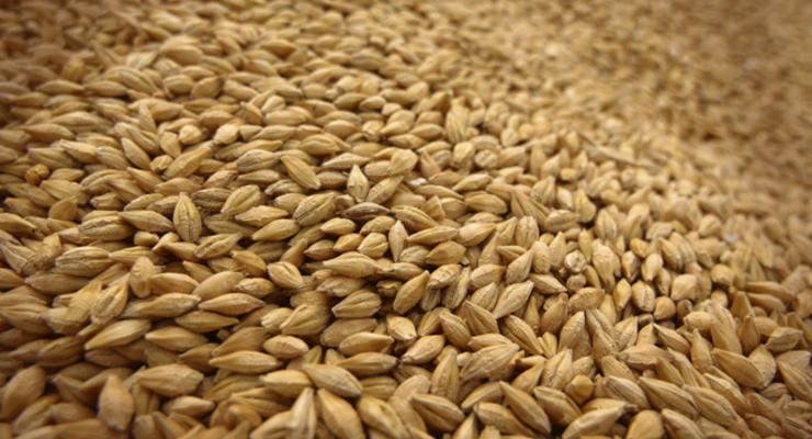 Закупочные цены на зерновые выросли на 17% - Минагрополитики