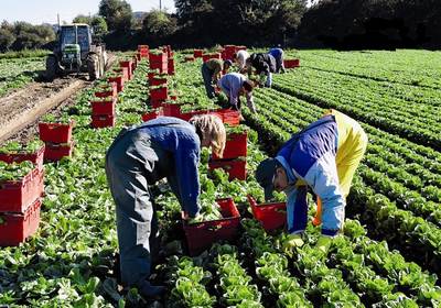 Журналисты узнали особенности сезонной летней работы в Украине