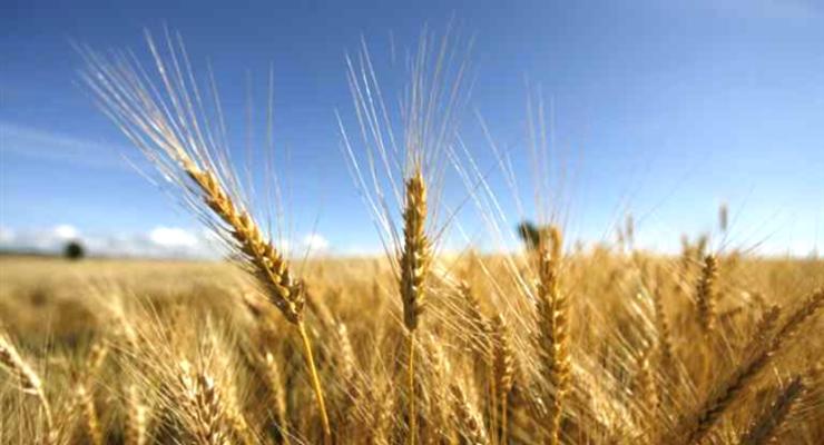 Фискальной службе разрешат проверять крупнейших экспортеров зерна