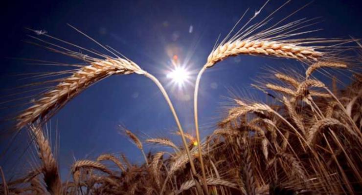 В Украине завершается сбор ранних зерновых