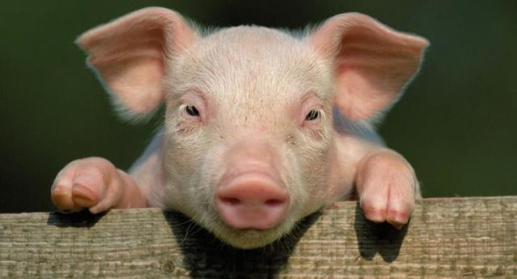 Беларусь ограничила ввоз свинины из двух областей Украины