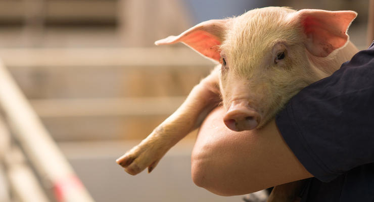 Украину накрыла эпидемия африканской чумы свиней