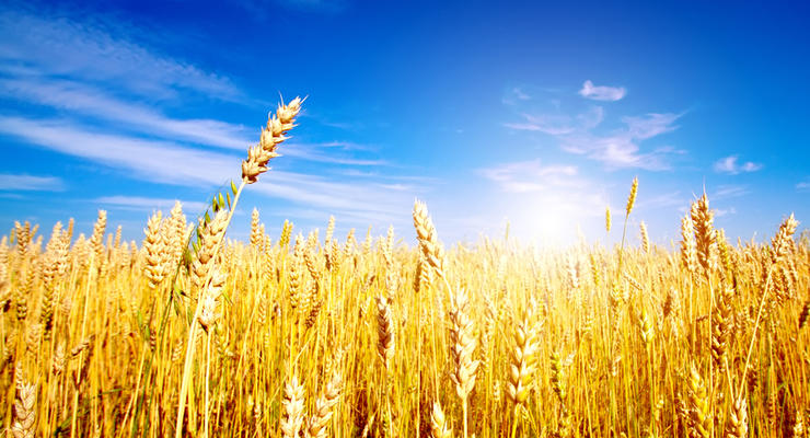 В Минагрополитики озвучили прогноз по экспорту зерновых на два года