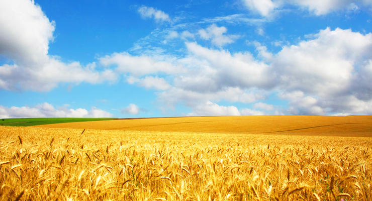 Хлебное место: Египет отказывается от поставок украинской пшеницы