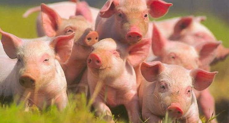Борьба с африканской чумой свиней недофинансируется