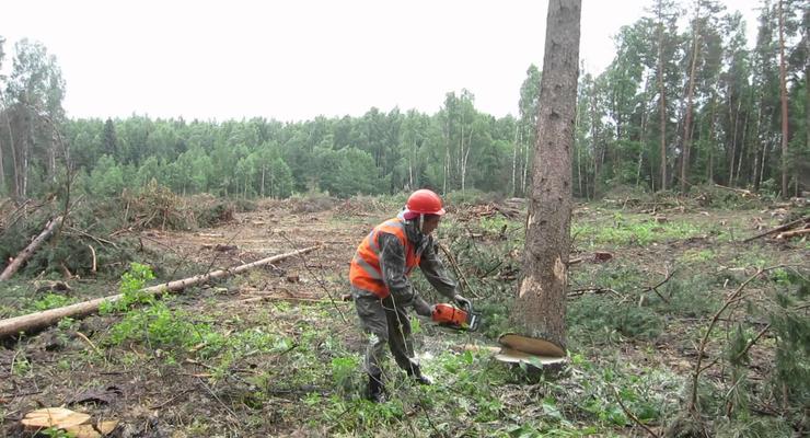 Свершилось: В Украине запретят вырубку леса