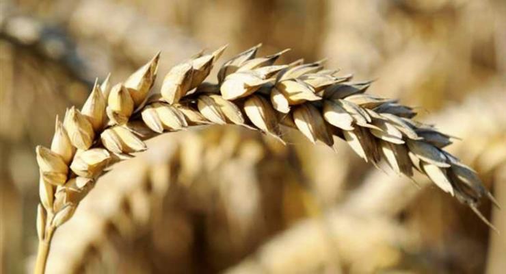 Россия обнулила пошлину на пшеницу