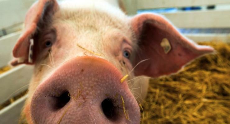 Молдова может приостановить импорт свинины из Украины