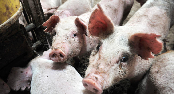Румыния запретила импорт свинины из Одесской области