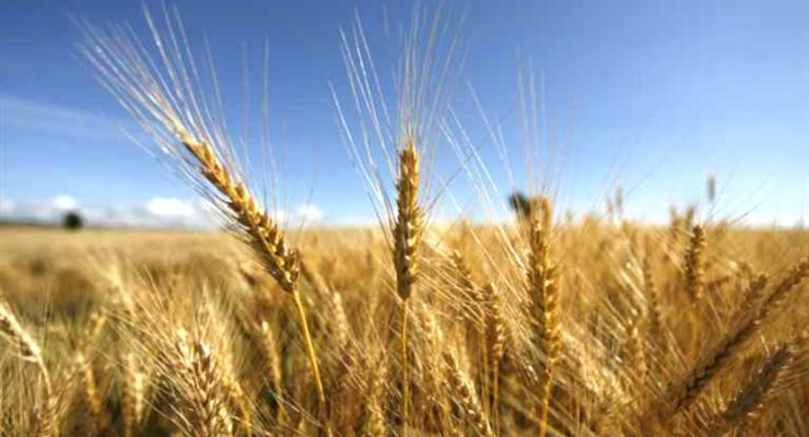 Китай выделил один миллиард на закупку украинского урожая зерновых