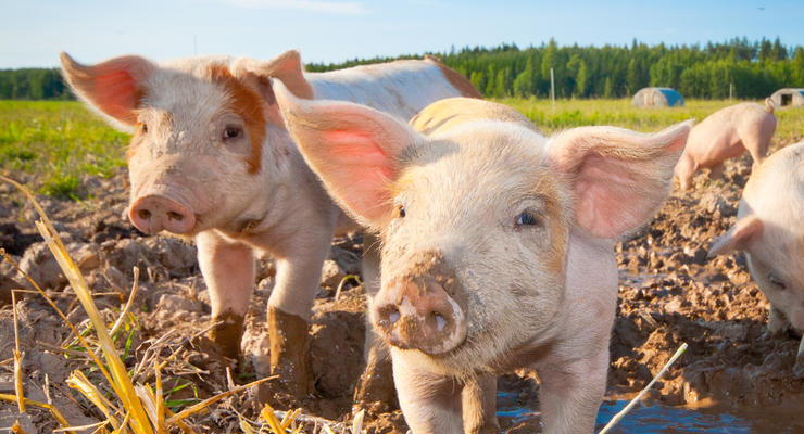 Экспорт свинины из Украины сократился в 20 раз
