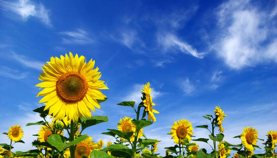 В Украине урожай подсолнечника поставил рекорд