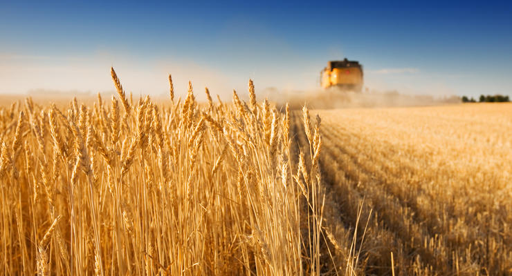 Украина наращивает экспорт зерна в Индию