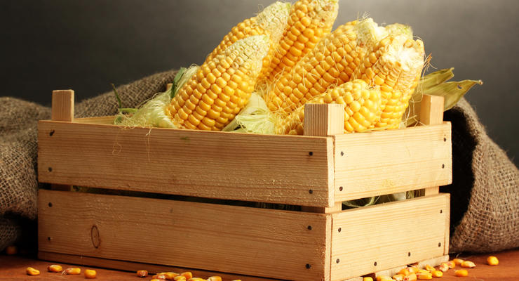 Импорт семян кукурузы в Украину вырос в 37 раз