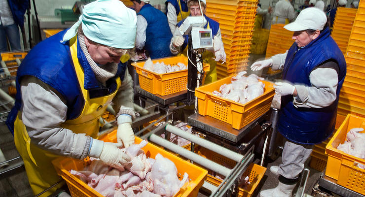 Евросоюз запретил ввозить украинскую курятину