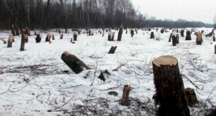 В Украине высадили на 5% больше лесов, чем срубили