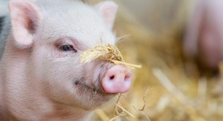 Поголовье свиней в Украине сократилось на 5,5%