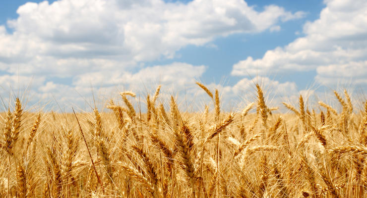 Украина исчерпала годовую квоту на экспорт пшеницы в Евросоюз