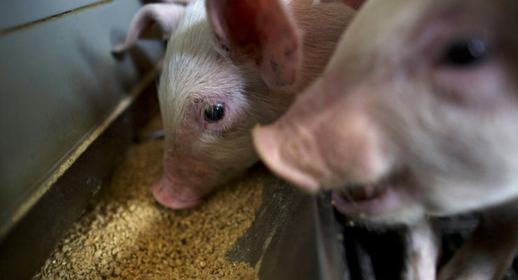 Чума свиней: карантин введен в 21 населенном пункте Украины