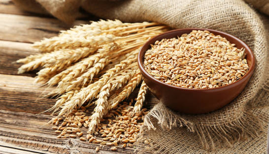 Украина на 100% выбрала квоты на экспорт пшеницы и кукурузы в ЕС