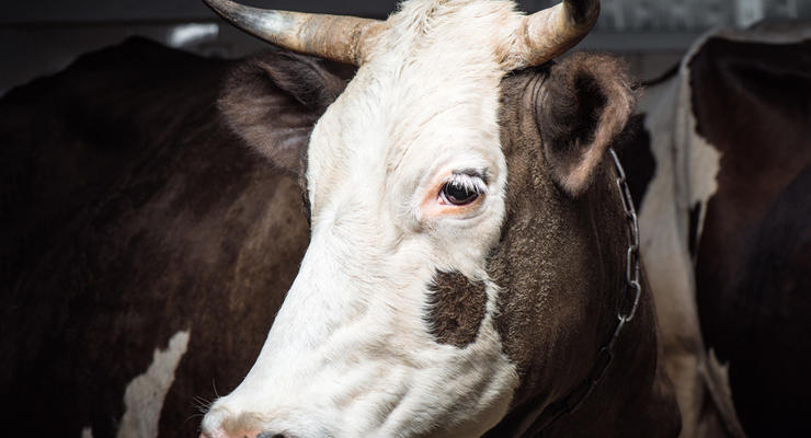 Кабмин выделит 4 млрд грн на поддержку животноводства
