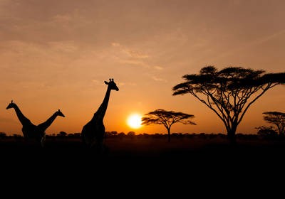 Украина открыла торговый дом в Африке