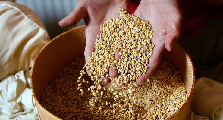 Украина намолотила более 41 млн тонн зерновых