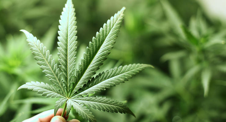 Украина впервые выдала лицензию на производство продуктов из марихуаны