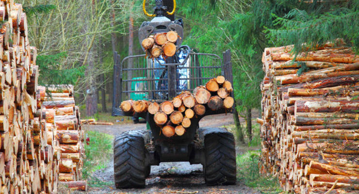 Озвучены масштабы вывоза леса из Украины