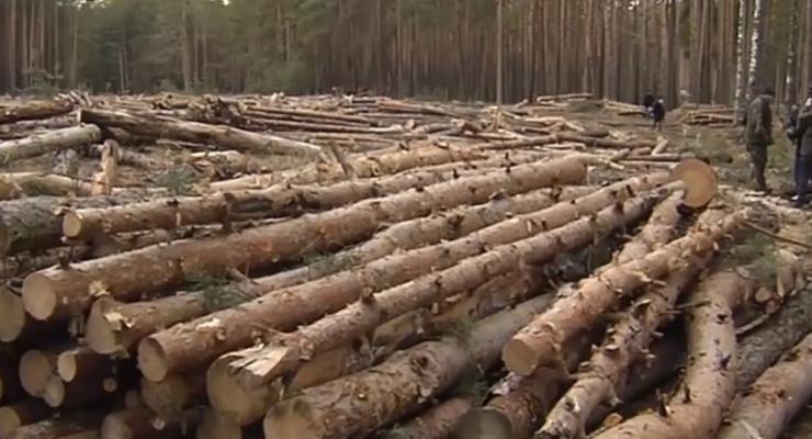 Украина перешла на евростандарты качества леса