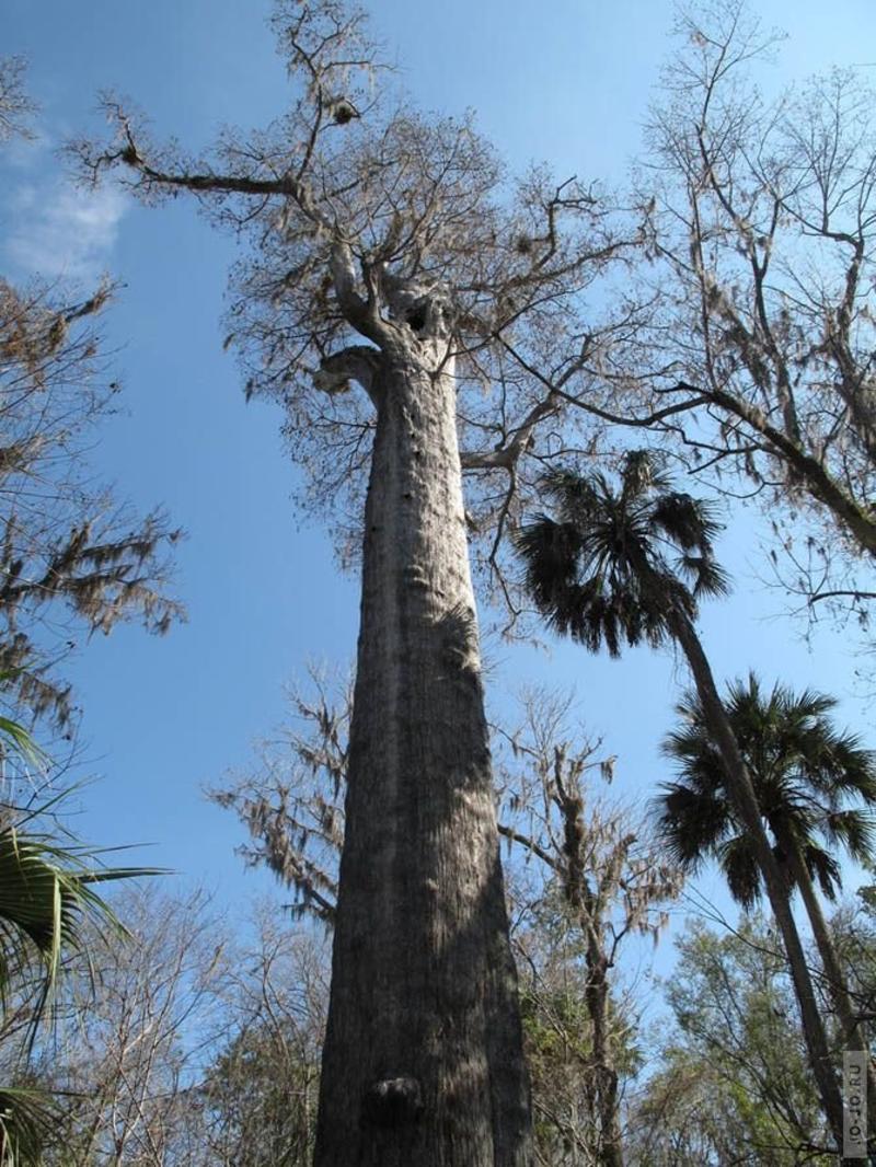 Ученые сосчитали возраст самых старых деревьев - фото / Naked Science