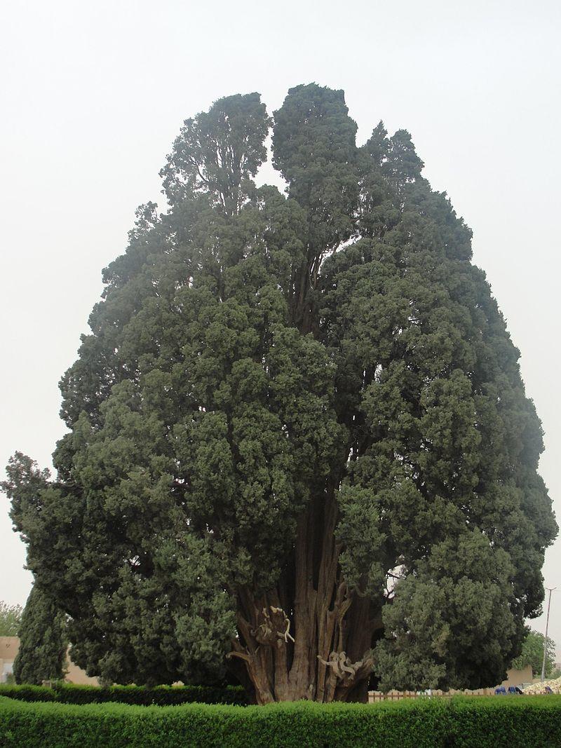 Ученые сосчитали возраст самых старых деревьев - фото / Naked Science
