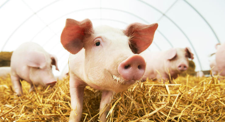 Украина увеличила импорт свинины в пять раз