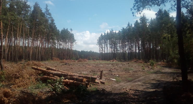 В 2018 году в Украине вырубили леса на 117 млн грн